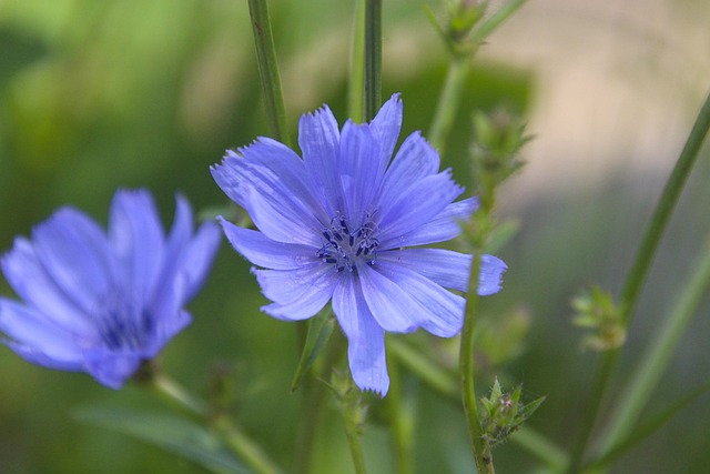 chicory-5414279_640